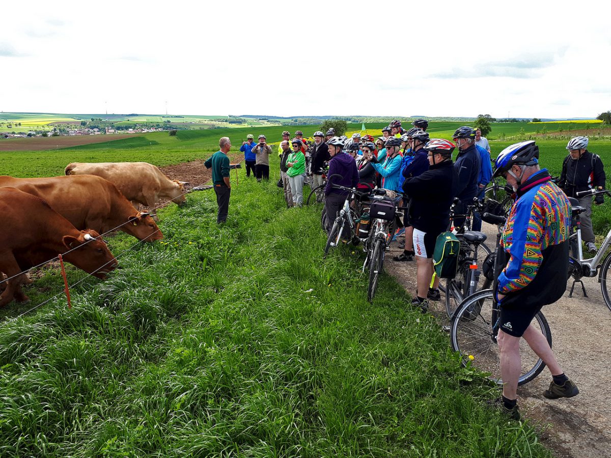 Radtour an einer Kuhweide