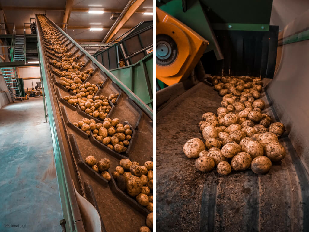Die Kartoffeln werden zum Hatzlhof angeliefert und sortiert.