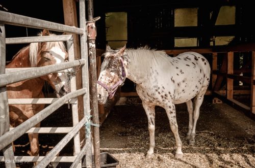 Zurück im Stall durften die Mädels die Pferde mit Karotten füttern.