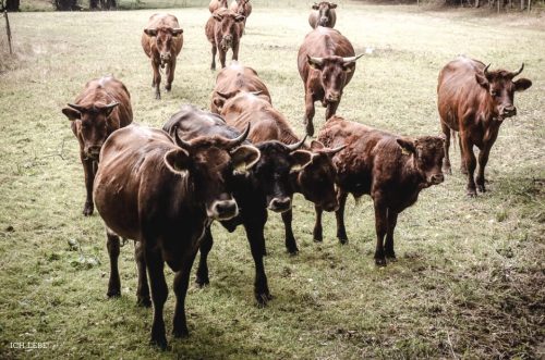 Sind sie nicht hübsch, die Rinder? Es ist in der Region Steinwald beheimatetes Rotes Höhenvieh. Eine Rasse, die mit den schwierigen klimatischen Bedingungen der Region prima zurechtkommt.