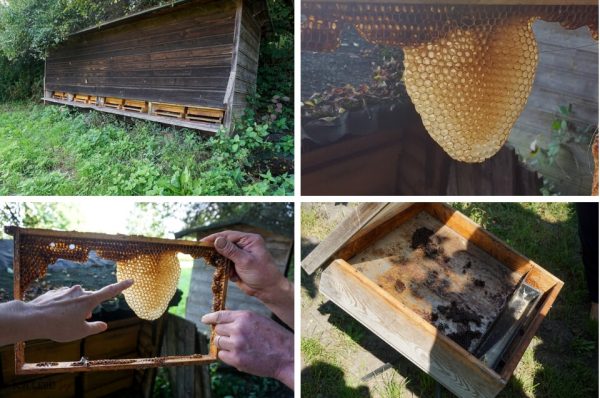 Bienenstände mit ein- und ausfliegenden Bienen. Daneben eine Honigwabe. Rechts unten: Sonnenwachsschmelzer.