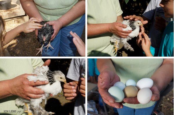 Die alten Hühnerrassen sehen den Hühnern, die wir heute kennen fast nicht mehr ähnlich. Aber jede Rasse legt Eier in einer ganz speziellen Farbe.