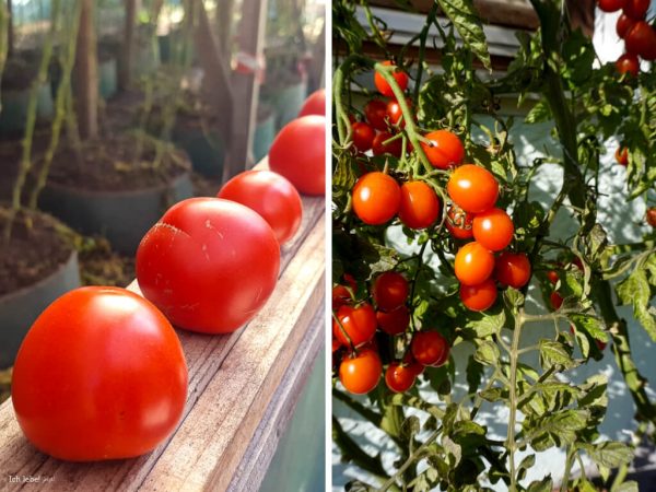 Eine Fülle an sonnig reifen Tomaten