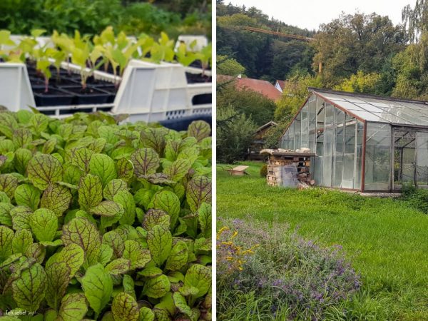 In den Gewächshäusern der Klostergärtnerei werden im Frühjahr Pflanzen vorgezogen; im Herbst und im Winter steht hier Salat