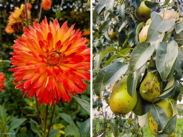 Auch wenn bereits Herbststimmung über dem Klostergarten liegt: Noch immer blühen leuchtende Blumen in den Beeten und hängen saftige Früchte in den Bäumen.