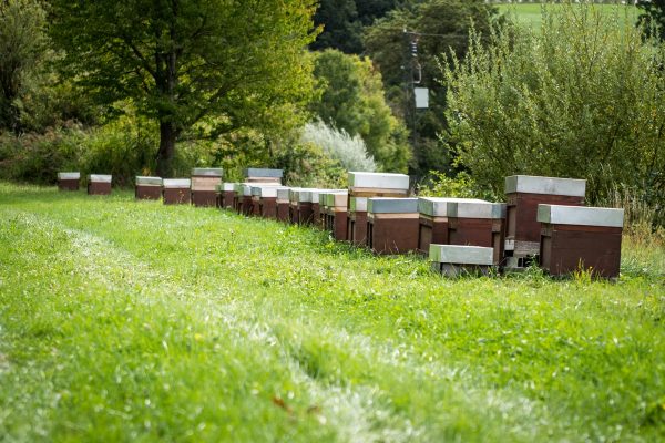 Viele Bienenstöcke nebeneinander auf einer Wiese