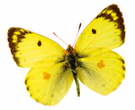 schmuck-schmetterling-gelb-400x330